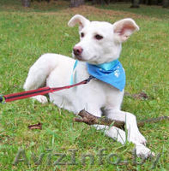 Белла - белоснежная нежность в дар - Изображение #1, Объявление #982474