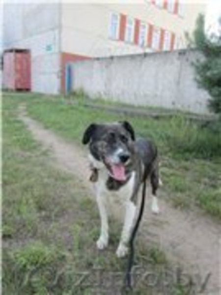 БОБ - собака для души и охраны.  - Изображение #1, Объявление #982477