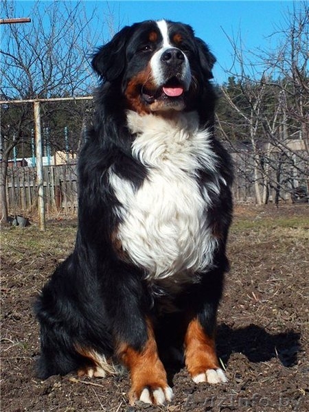 Продаем очаровательных щенков бернского зенненхунда - Изображение #2, Объявление #971999