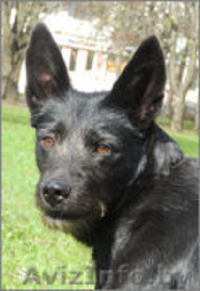 ПЕТРА - нежная, деликатная девочка семейного типа.  - Изображение #3, Объявление #982481