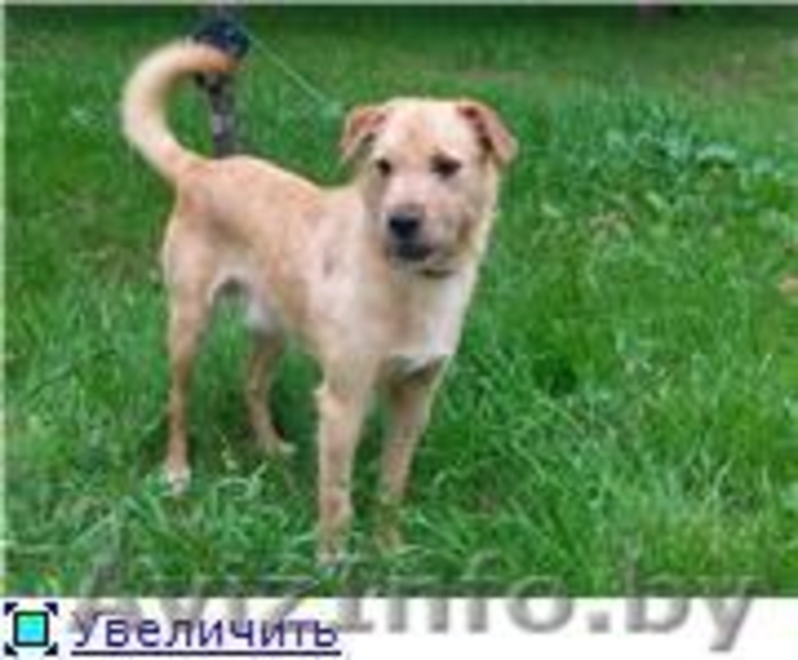 Рыжик-собака улыбка в дар - Изображение #1, Объявление #982475