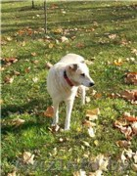 МАША – милая воспитанная девочка.  - Изображение #3, Объявление #982480