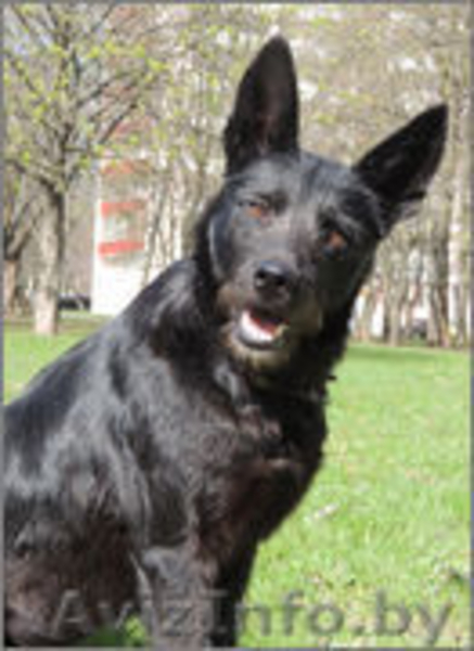 ПЕТРА - нежная, деликатная девочка семейного типа.  - Изображение #4, Объявление #982481