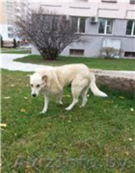 МАША – милая воспитанная девочка.  - Изображение #2, Объявление #982480