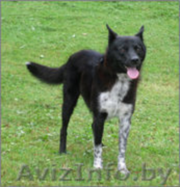 ТАМИР – Защитник и Друг. - Изображение #1, Объявление #982479