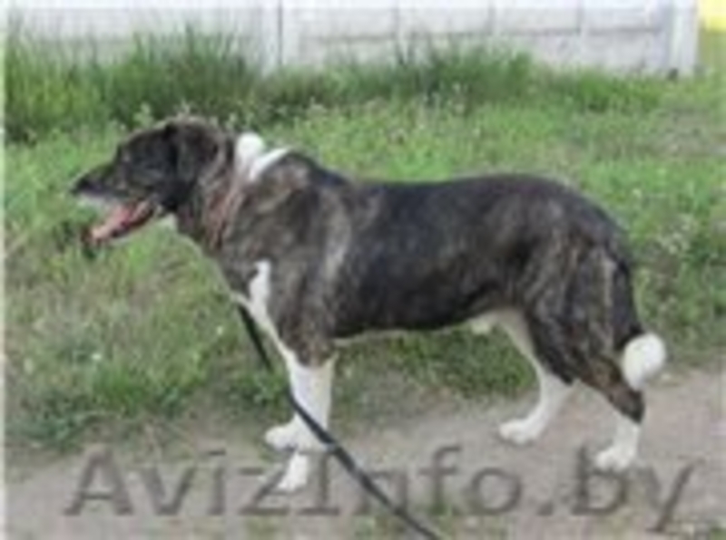 БОБ - собака для души и охраны.  - Изображение #2, Объявление #982477