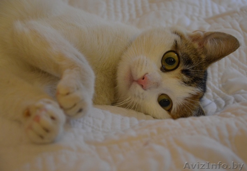 Кошечка Зефирка в дар - Изображение #1, Объявление #981328