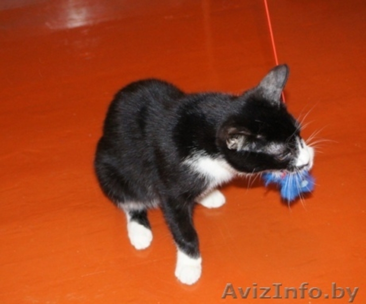 Ральф- котенок урчалочка, от домашней кошечки - Изображение #7, Объявление #931449