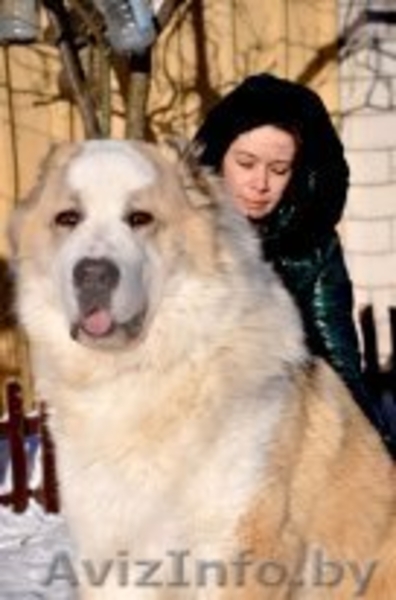 Щенки Среднеазиатской овчарки крупные - Изображение #1, Объявление #981657
