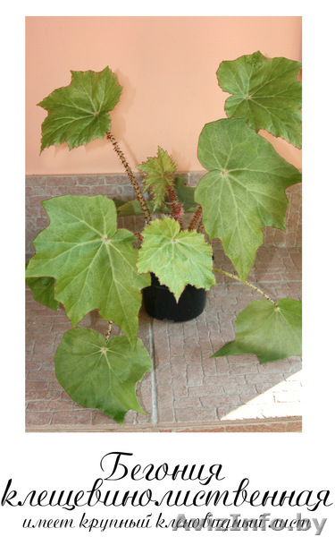 Молодые комнатные растения - Изображение #3, Объявление #971101