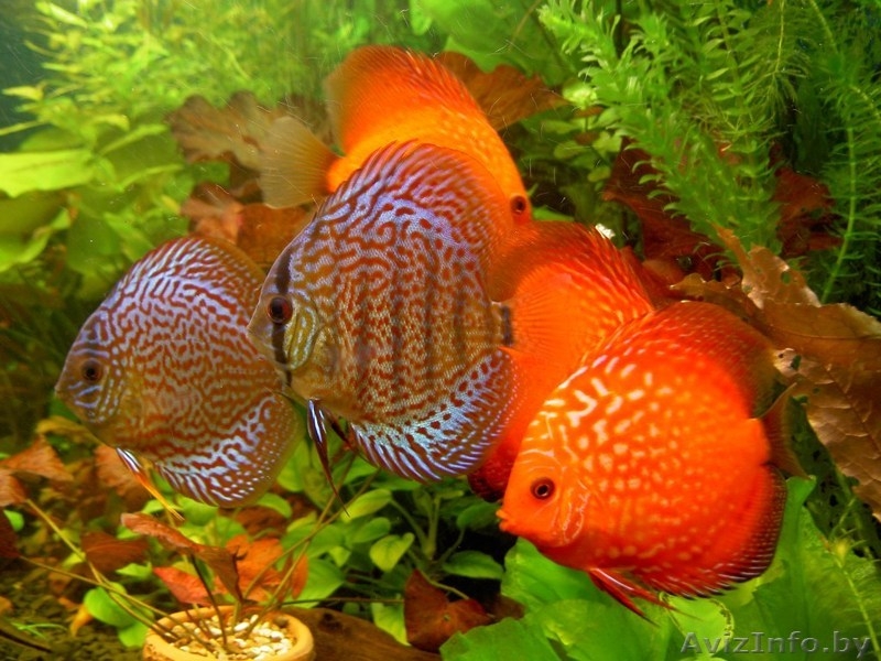 Новые решения в дизайне - Изображение #6, Объявление #971362