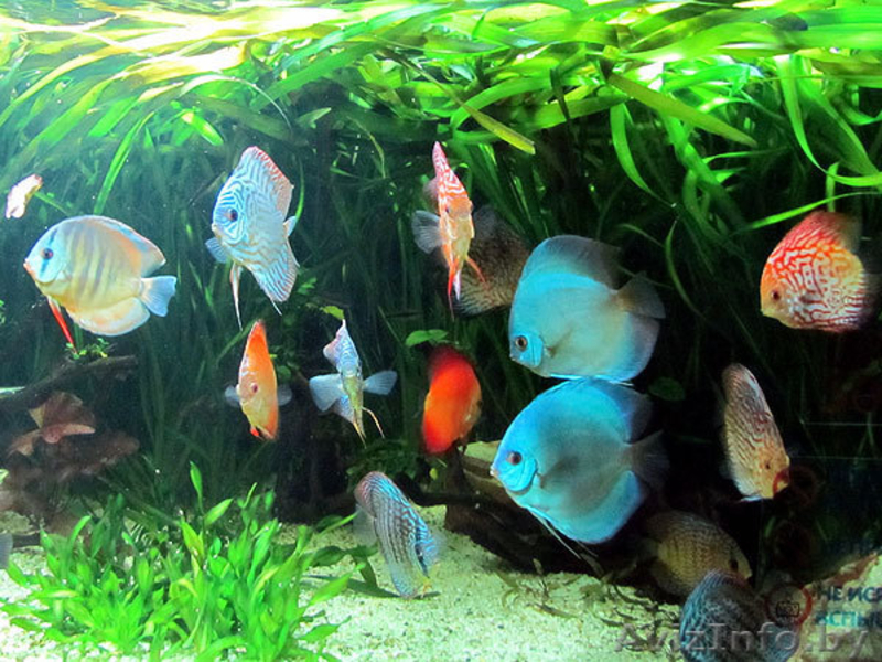 Новые решения в дизайне - Изображение #3, Объявление #971362