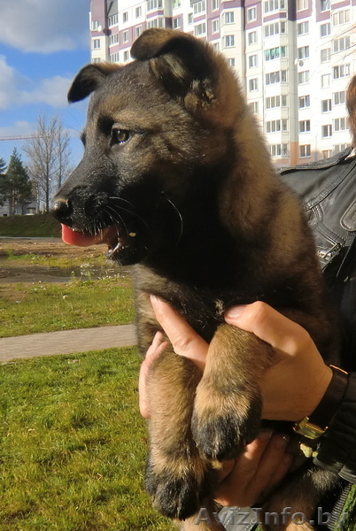 Забавный щенок Булька ищет дом - Изображение #4, Объявление #984325