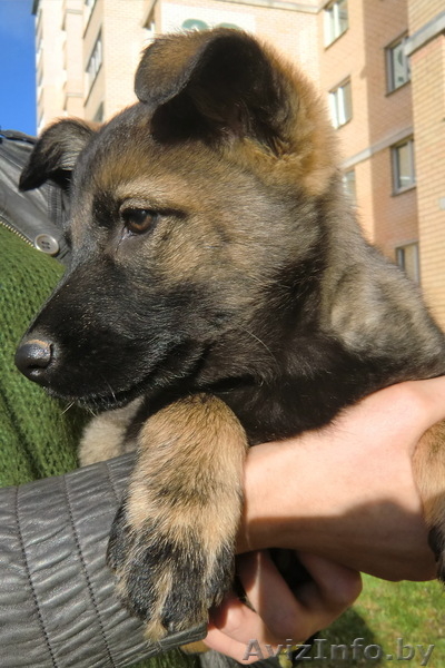 Забавный щенок Булька ищет дом - Изображение #3, Объявление #984325