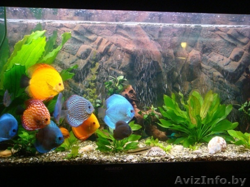 Продам фэн-шуй аквариум для привлечения удачи - Изображение #4, Объявление #981363