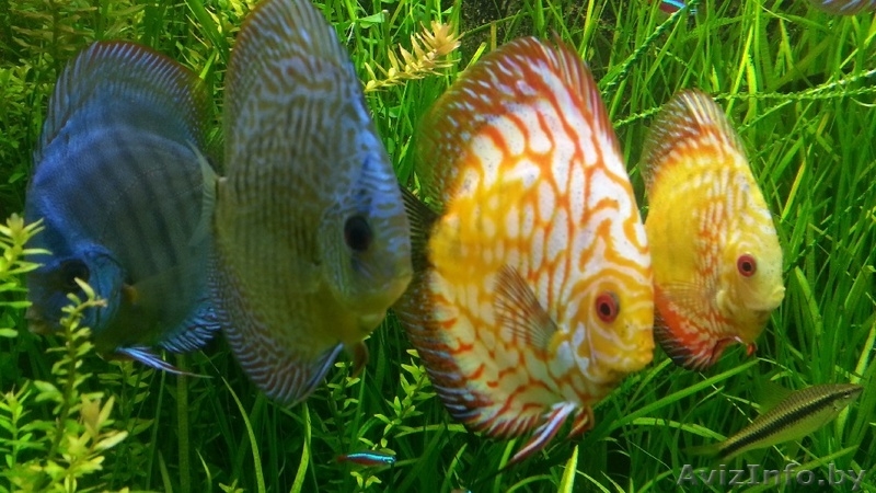 Аквариум фэн-шуй для привлечения денежной удачи - Изображение #9, Объявление #971352