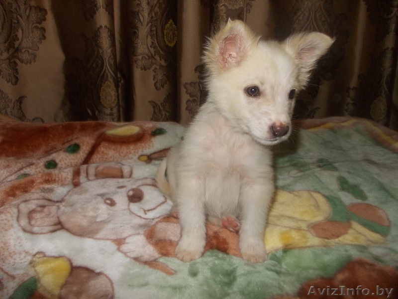 Щенки ищут новый дом - Изображение #3, Объявление #981684