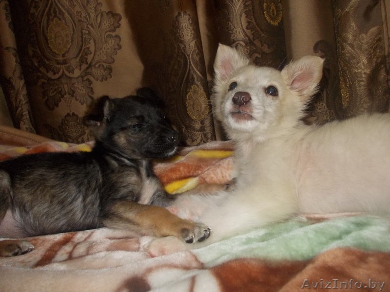 Щенки ищут новый дом - Изображение #2, Объявление #981684