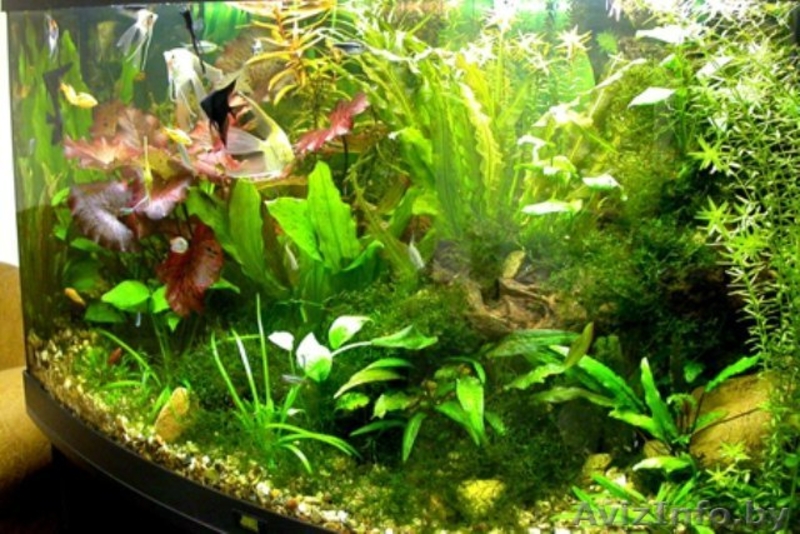 Новые решения в дизайне - Изображение #8, Объявление #971362