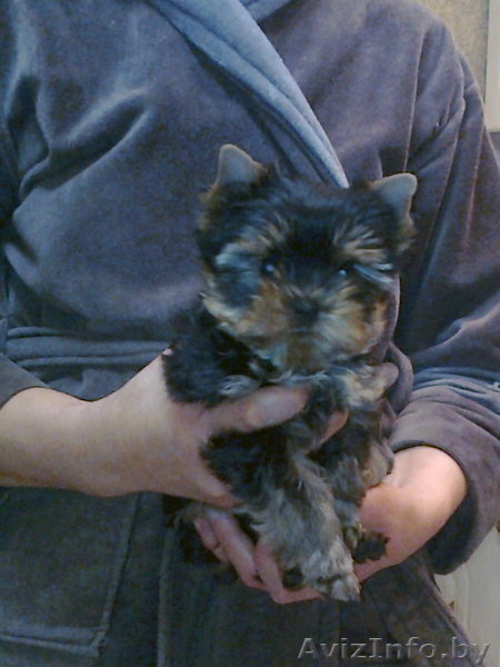 йоркширского терьера элитные щенки - Изображение #1, Объявление #976048