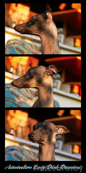 Щенок левретки от титулованный родителей - Изображение #6, Объявление #977246