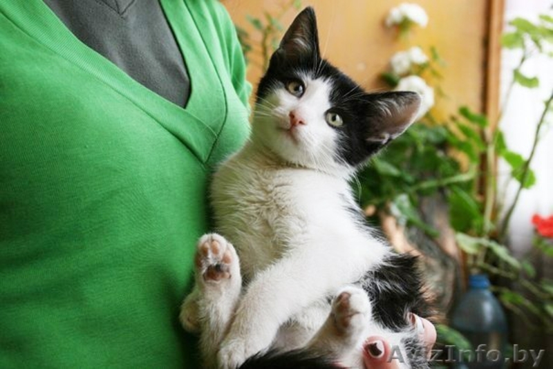 Крохе Домино 4 месяца, ребёнок здоров, приучен к лотку и когтеточке.  - Изображение #2, Объявление #976421