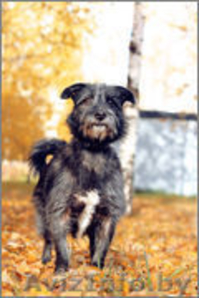 Муха - молодая девочка в дар - Изображение #1, Объявление #982478