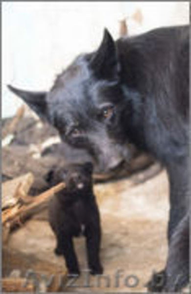 ПЕТРА - нежная, деликатная девочка семейного типа.  - Изображение #2, Объявление #982481