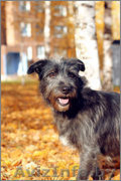 Муха - молодая девочка в дар - Изображение #2, Объявление #982478