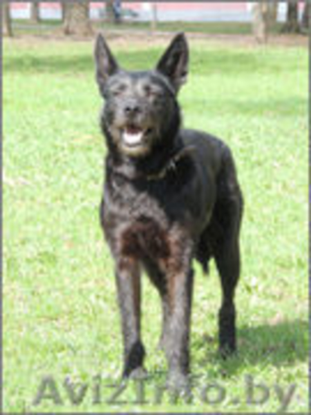 ПЕТРА - нежная, деликатная девочка семейного типа.  - Изображение #1, Объявление #982481