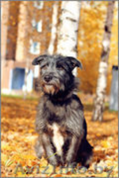 Муха - молодая девочка в дар - Изображение #3, Объявление #982478