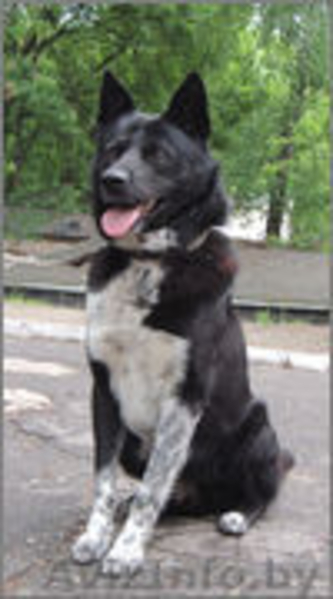 ТАМИР – Защитник и Друг. - Изображение #2, Объявление #982479