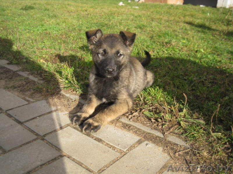 Забавный щенок Булька ищет дом - Изображение #1, Объявление #984325