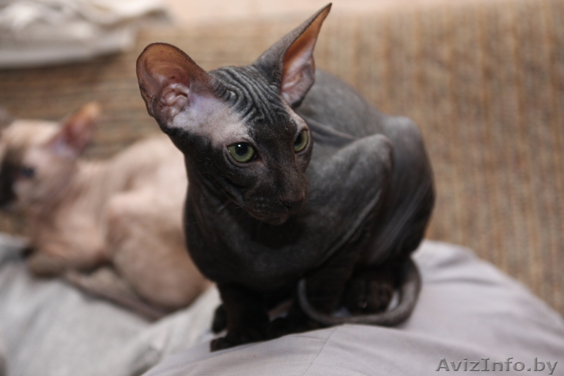 Породный Петербургский сфинкс для разведения, выставок - Изображение #4, Объявление #980005