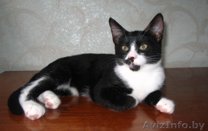 Ральф- котенок урчалочка, от домашней кошечки - Изображение #3, Объявление #931449