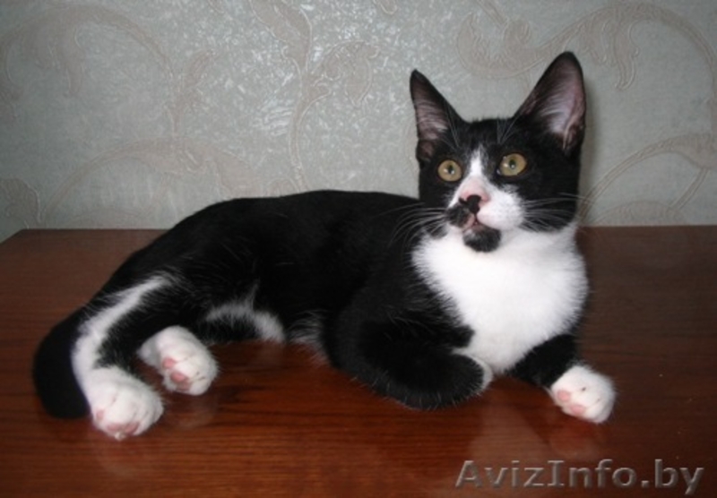 Ральф- котенок урчалочка, от домашней кошечки - Изображение #4, Объявление #931449