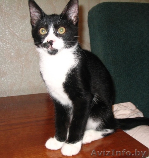 Ральф- котенок урчалочка, от домашней кошечки - Изображение #5, Объявление #931449