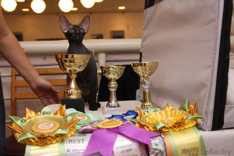 Породный Петербургский сфинкс для разведения, выставок - Изображение #1, Объявление #980005