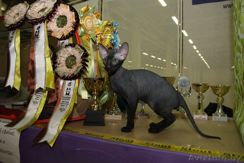 Породный Петербургский сфинкс для разведения, выставок - Изображение #2, Объявление #980005