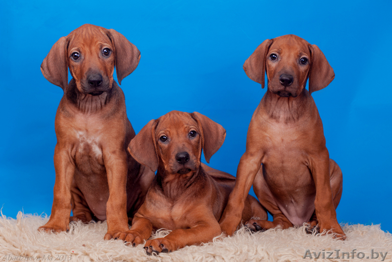 Великолепные щенки родезийского риджбека - Изображение #2, Объявление #972934