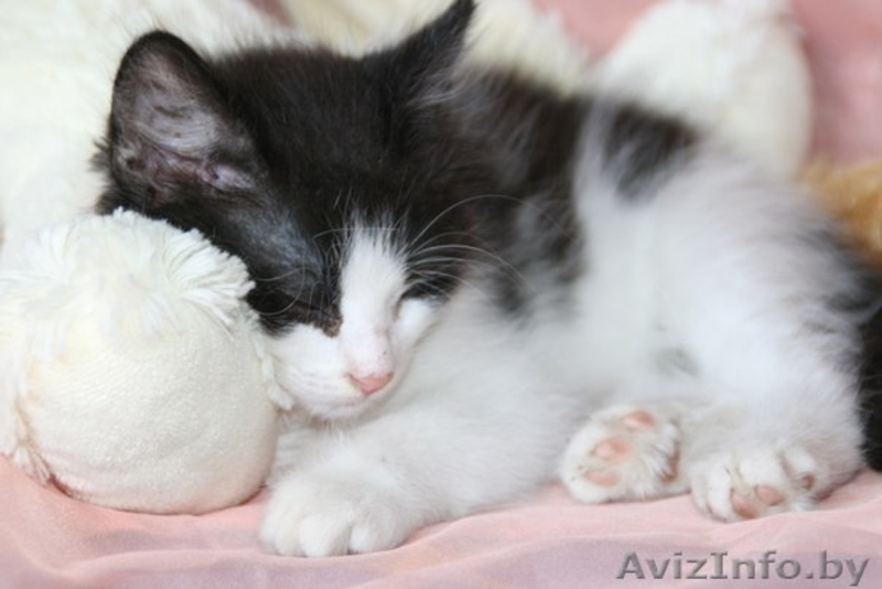 Крохе Домино 4 месяца, ребёнок здоров, приучен к лотку и когтеточке.  - Изображение #1, Объявление #976421