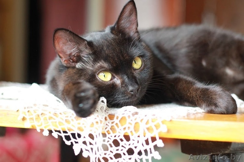 Ласковый, игривый черненький котик в добрые ручки! - Изображение #2, Объявление #981333