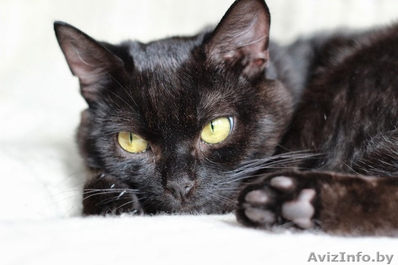 Ласковый, игривый черненький котик в добрые ручки! - Изображение #3, Объявление #981333