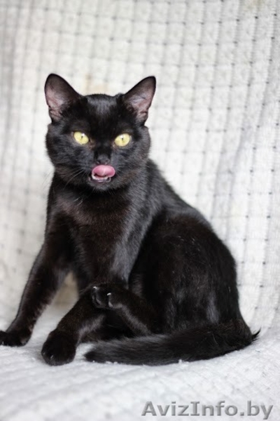 Ласковый, игривый черненький котик в добрые ручки! - Изображение #5, Объявление #981333