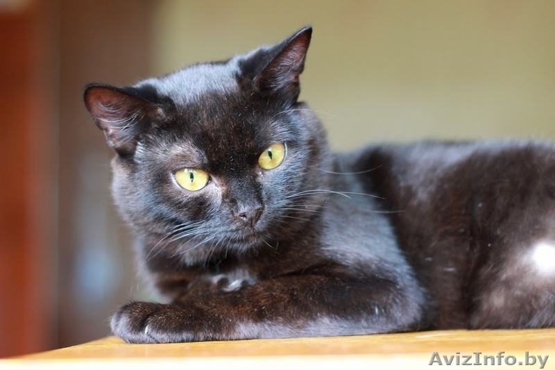 Ласковый, игривый черненький котик в добрые ручки! - Изображение #6, Объявление #981333