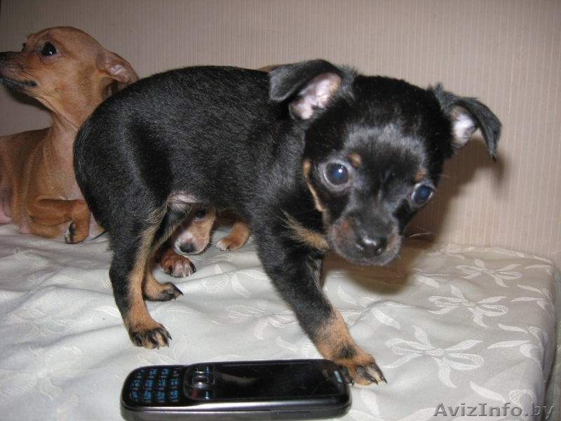 Осторожно! Во дворе злая собака, смотрите не наступите!  - Изображение #3, Объявление #977296