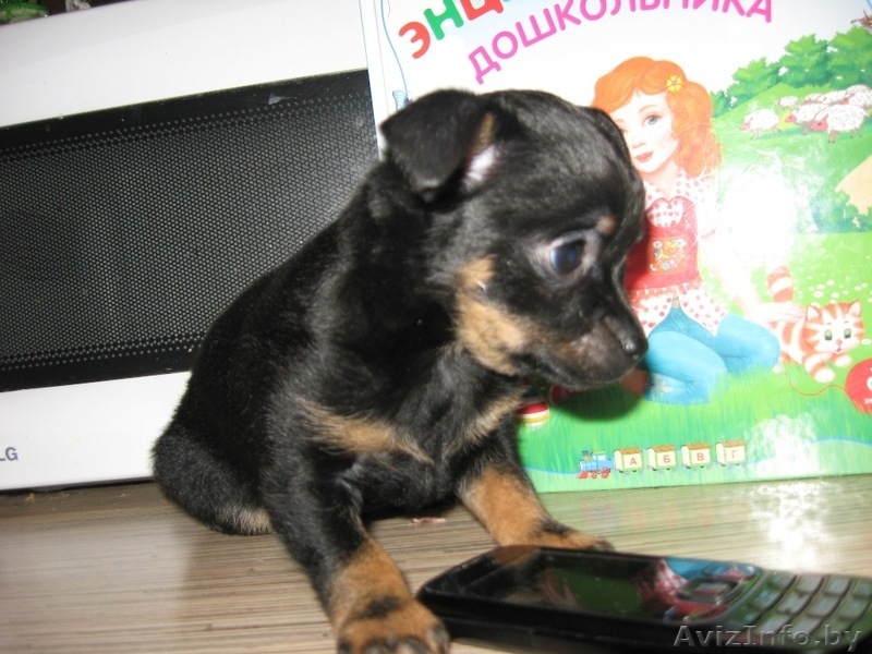 Осторожно! Во дворе злая собака, смотрите не наступите!  - Изображение #2, Объявление #977296