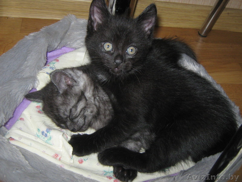 Если кому-то нужен позитив! - Изображение #2, Объявление #968413