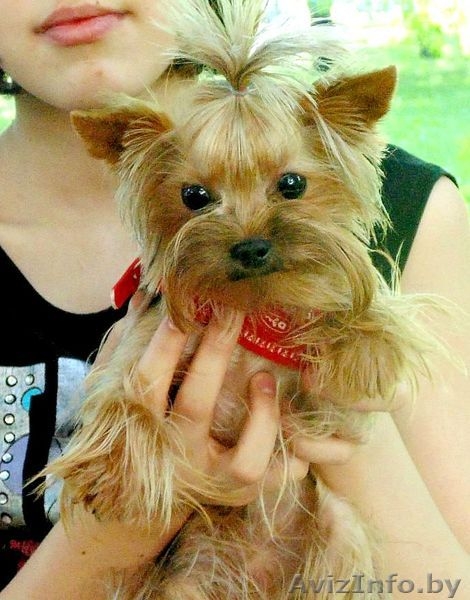 Йоркширский терьер супер мини 1400гр приглашает на вязку - Изображение #10, Объявление #982255