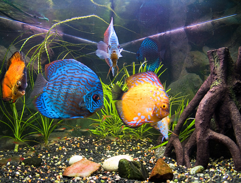 Продам фэн-шуй аквариум для привлечения удачи - Изображение #9, Объявление #981363